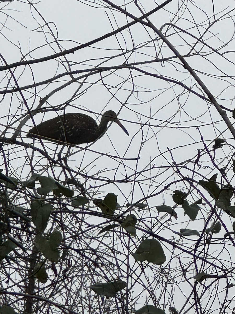 Limpkin - ML631266491