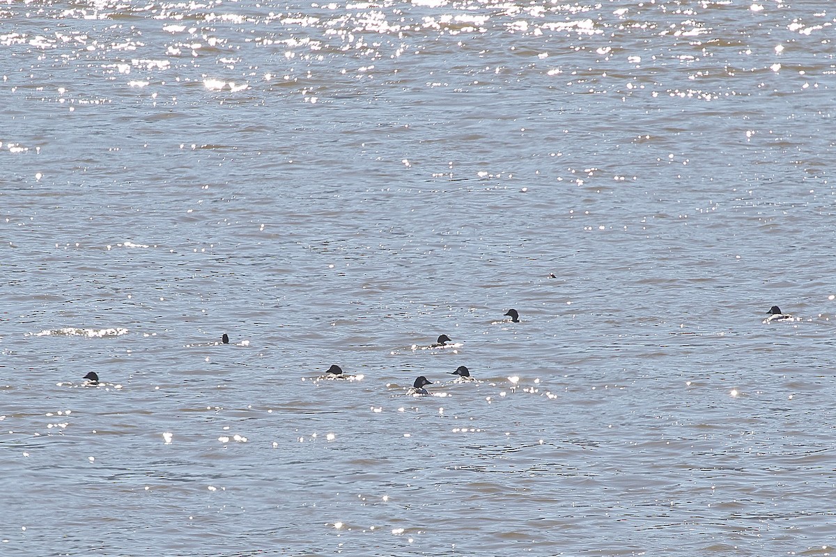 Common Goldeneye - ML631266577