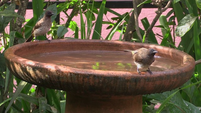 Common Bulbul - ML631266580