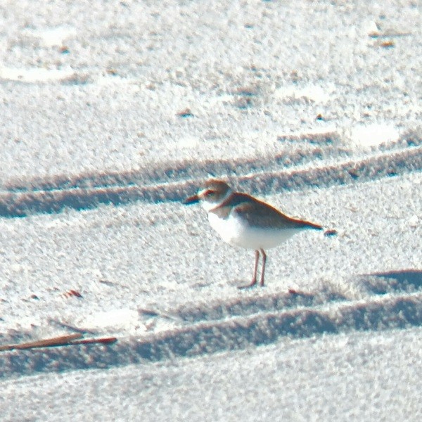 Wilson's Plover - ML631266646