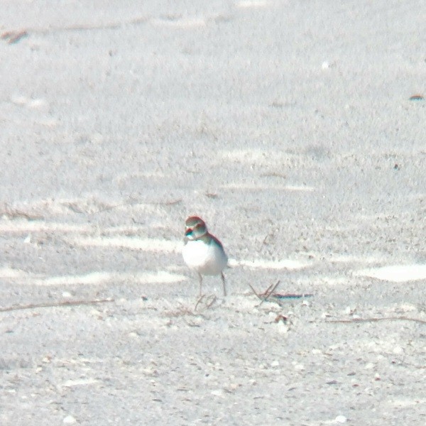 Wilson's Plover - ML631266647