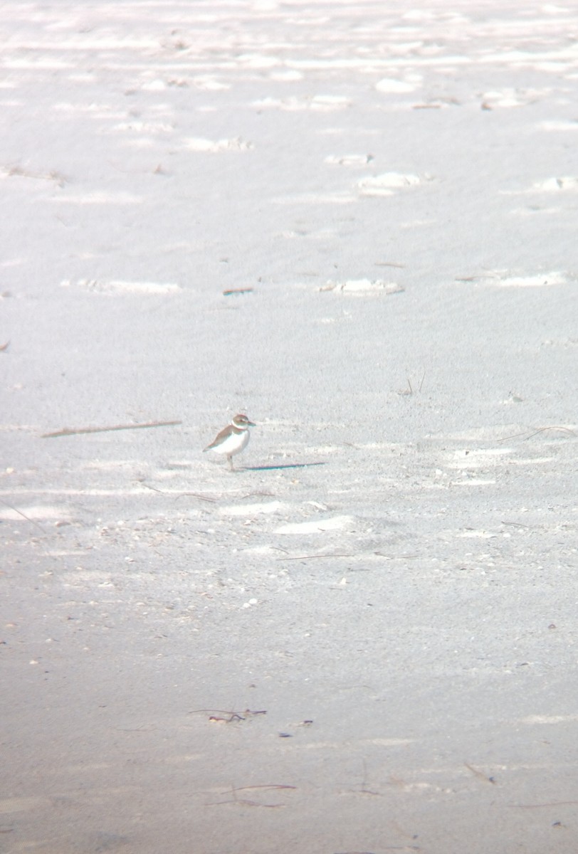 Wilson's Plover - ML631266648