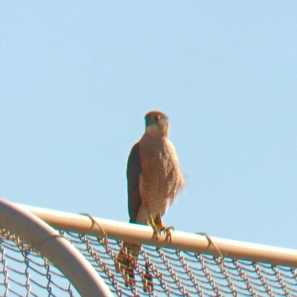 Cooper's Hawk - ML631266665
