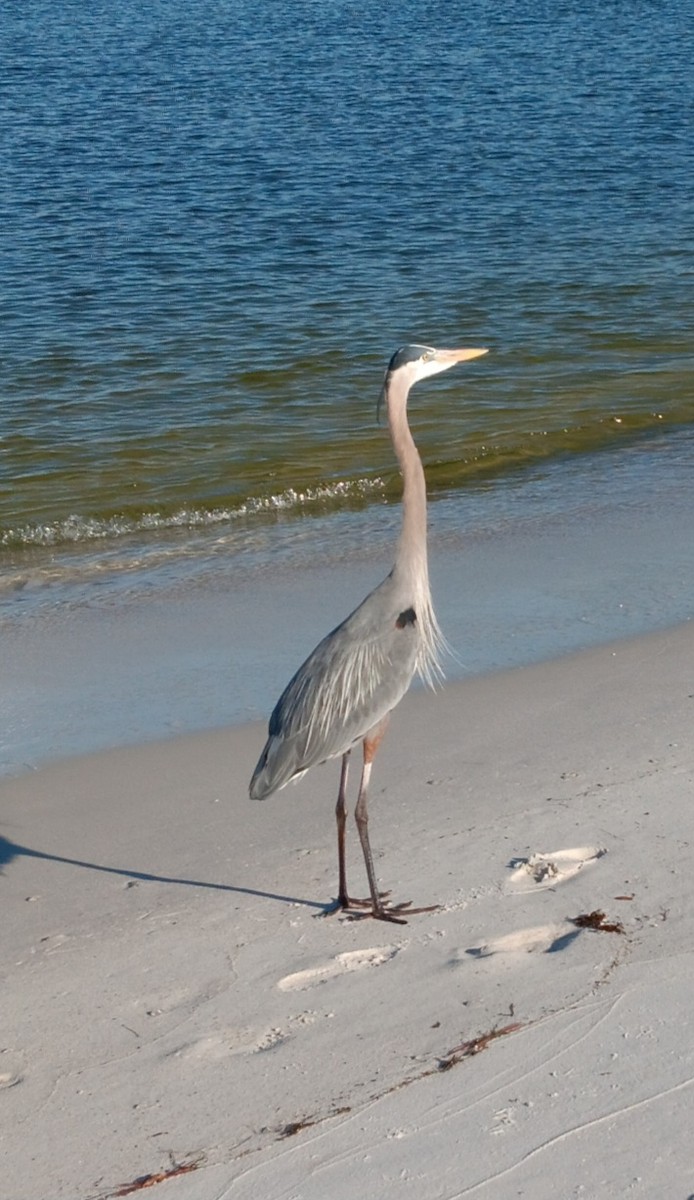 Great Blue Heron - ML631266669