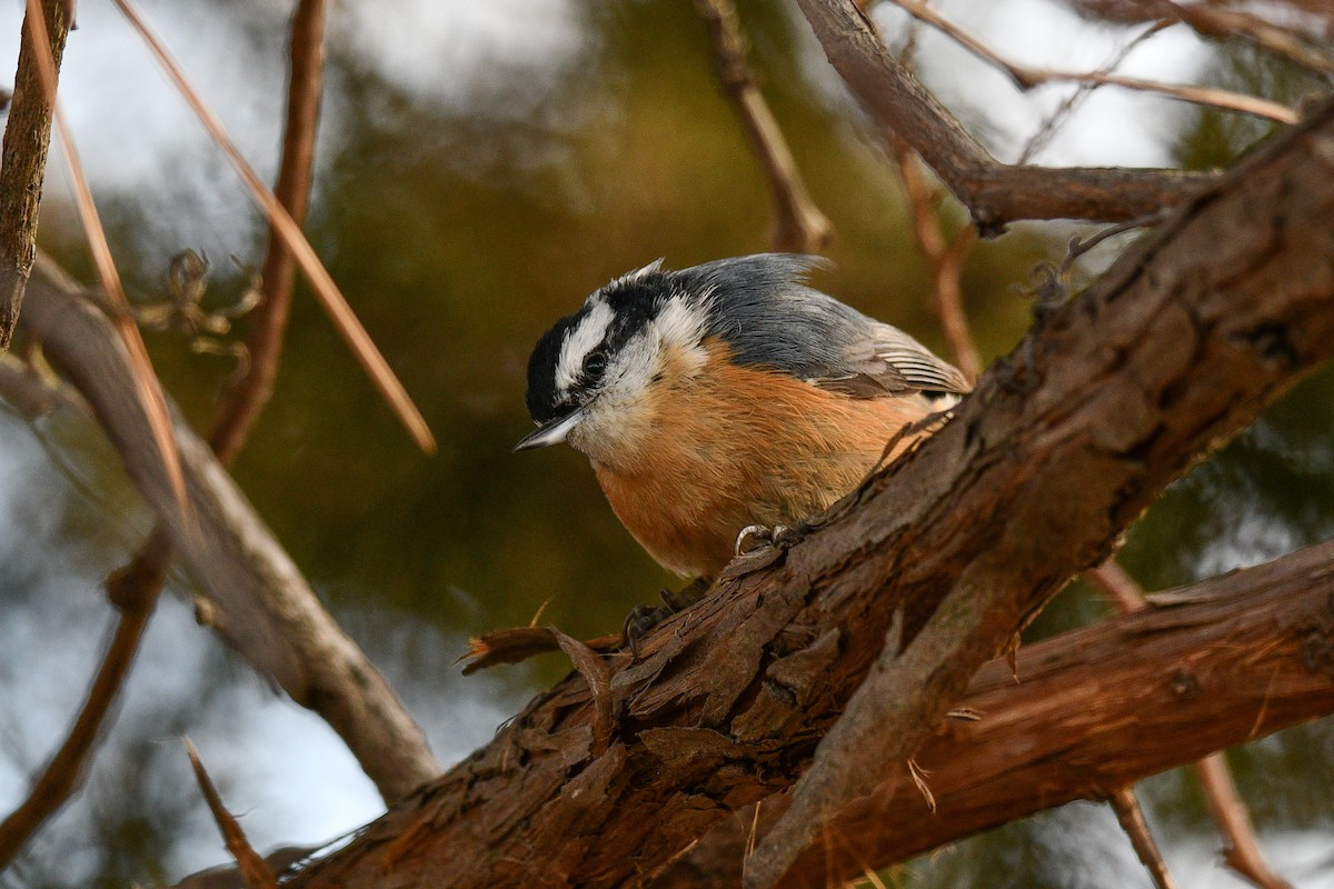 Red-breasted Nuthatch - ML631266790