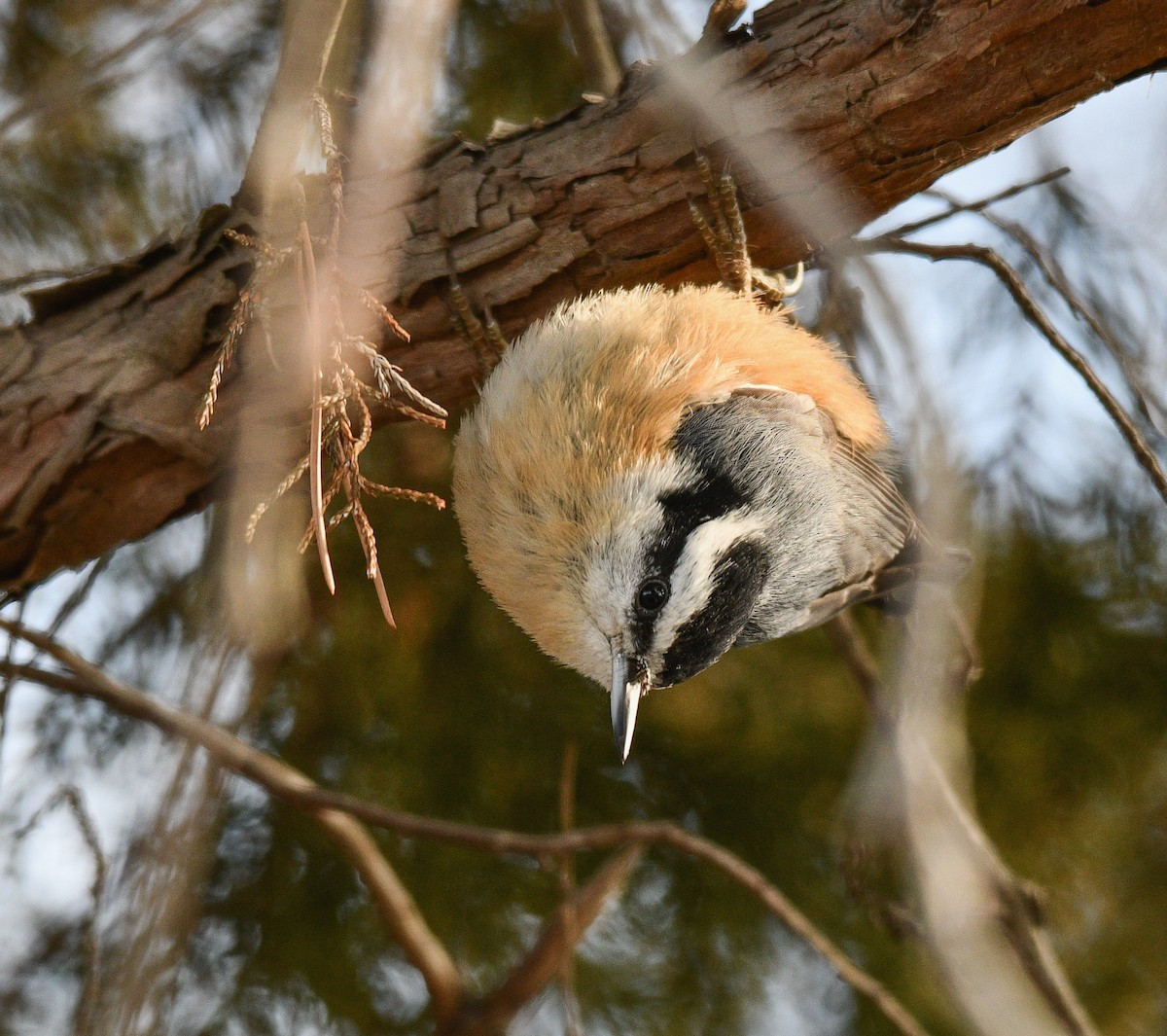 Red-breasted Nuthatch - ML631266791