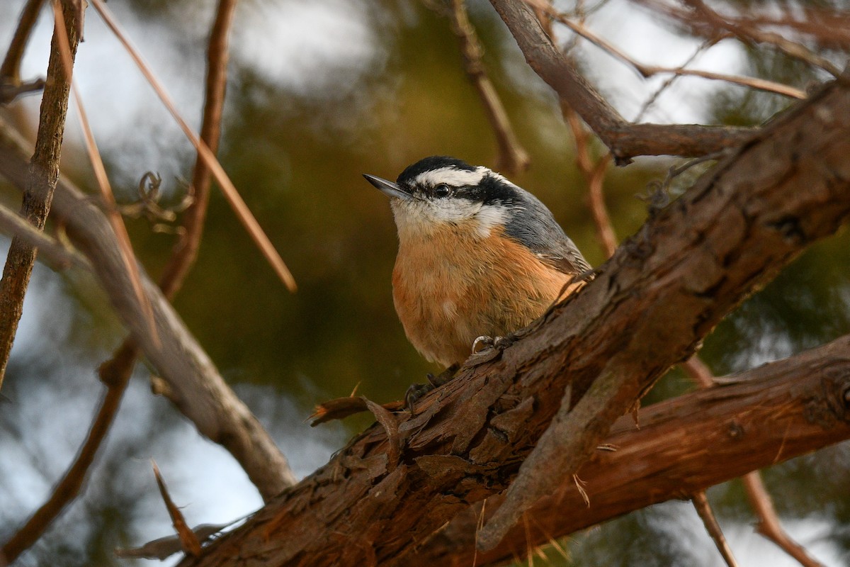 Red-breasted Nuthatch - ML631266792