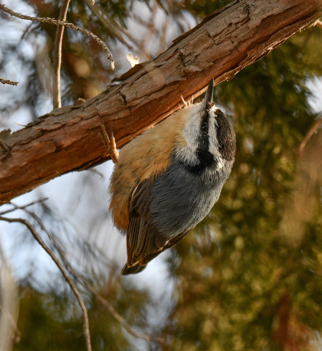 Red-breasted Nuthatch - ML631266793