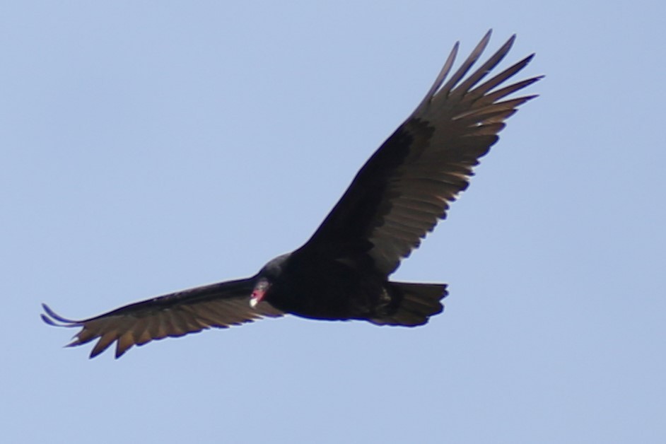 ヒメコンドル - ML631266828