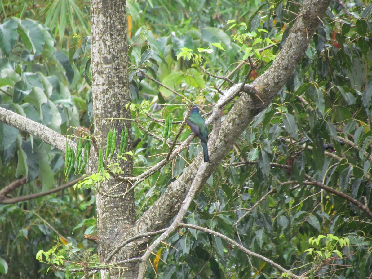 Guianan Trogon - ML631266884