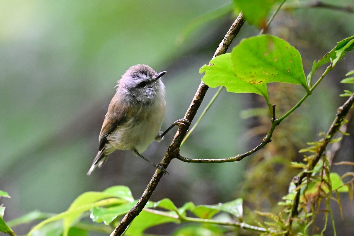 Brown Gerygone - ML631267098