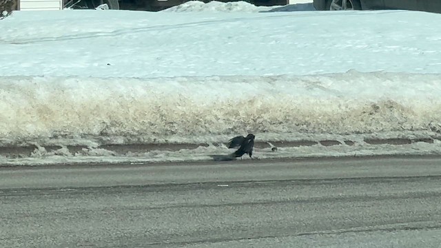 American Crow - ML631267267