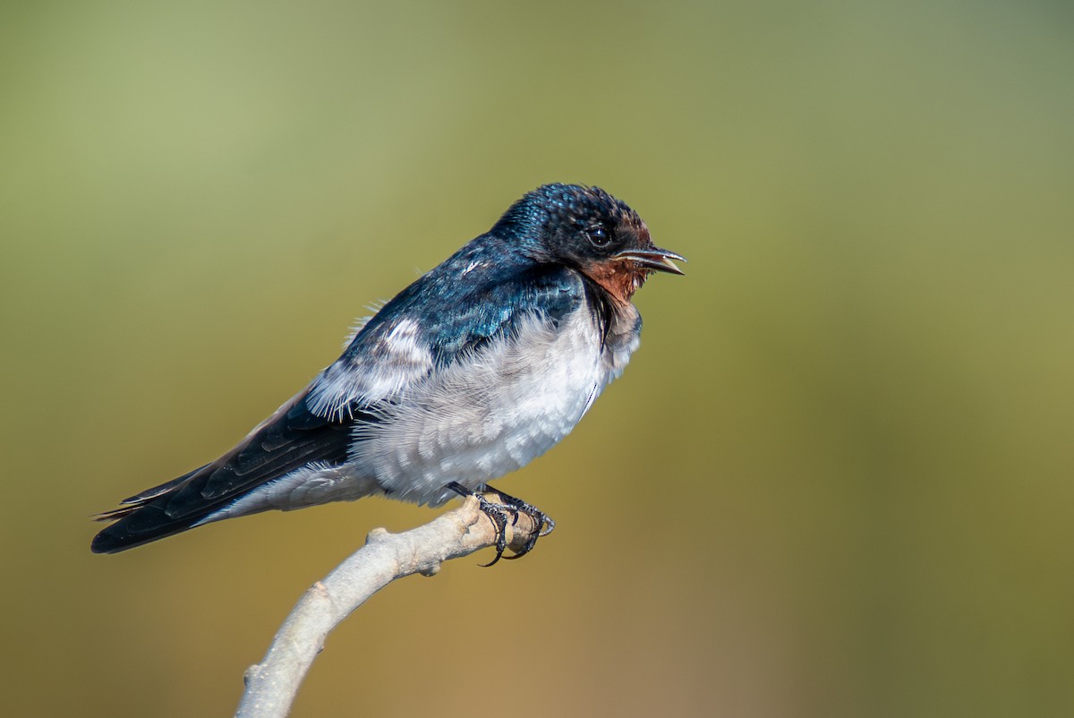 Barn Swallow - ML631267295