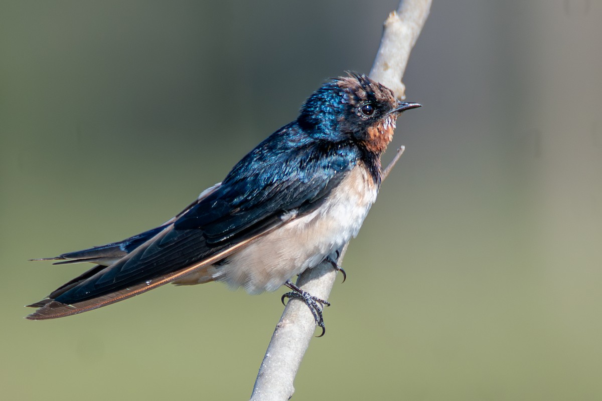 Barn Swallow - ML631267301