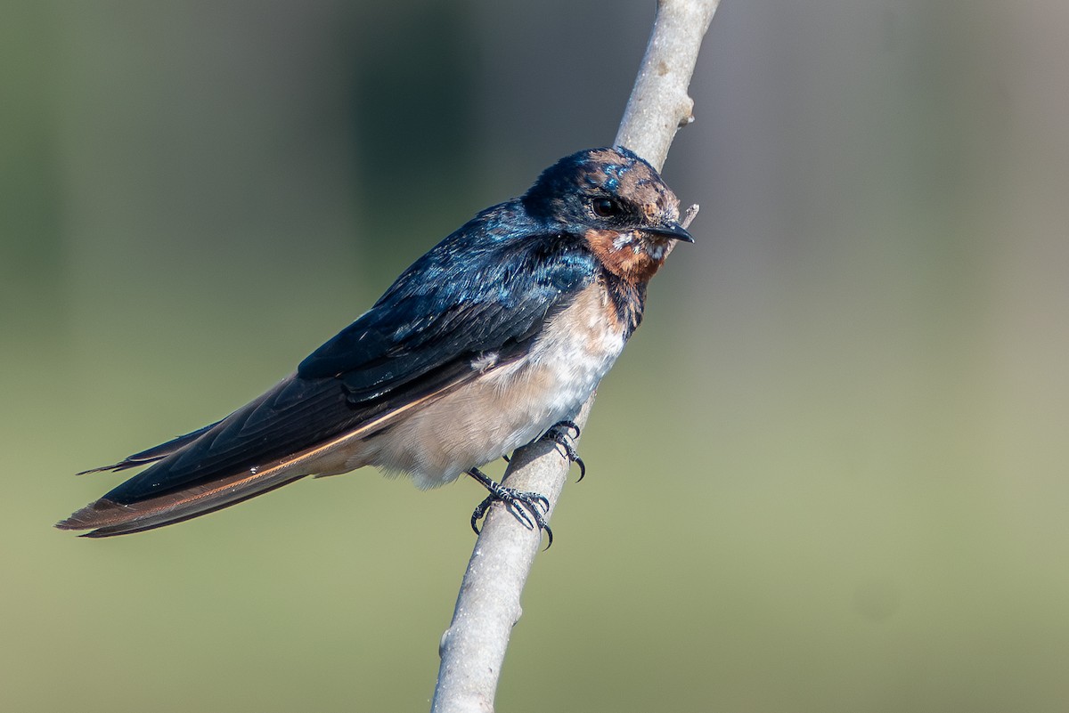 Barn Swallow - ML631267302