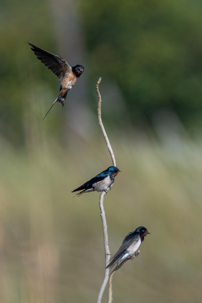 Barn Swallow - ML631267306