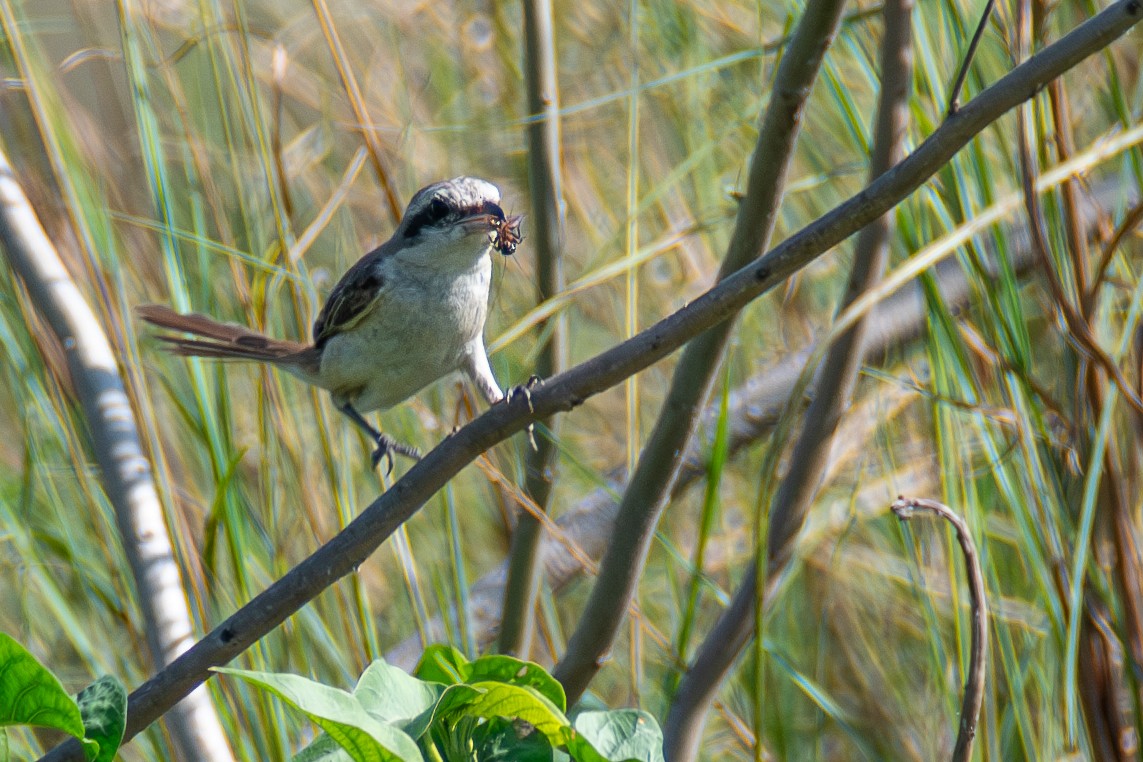 Brown Shrike - ML631267314
