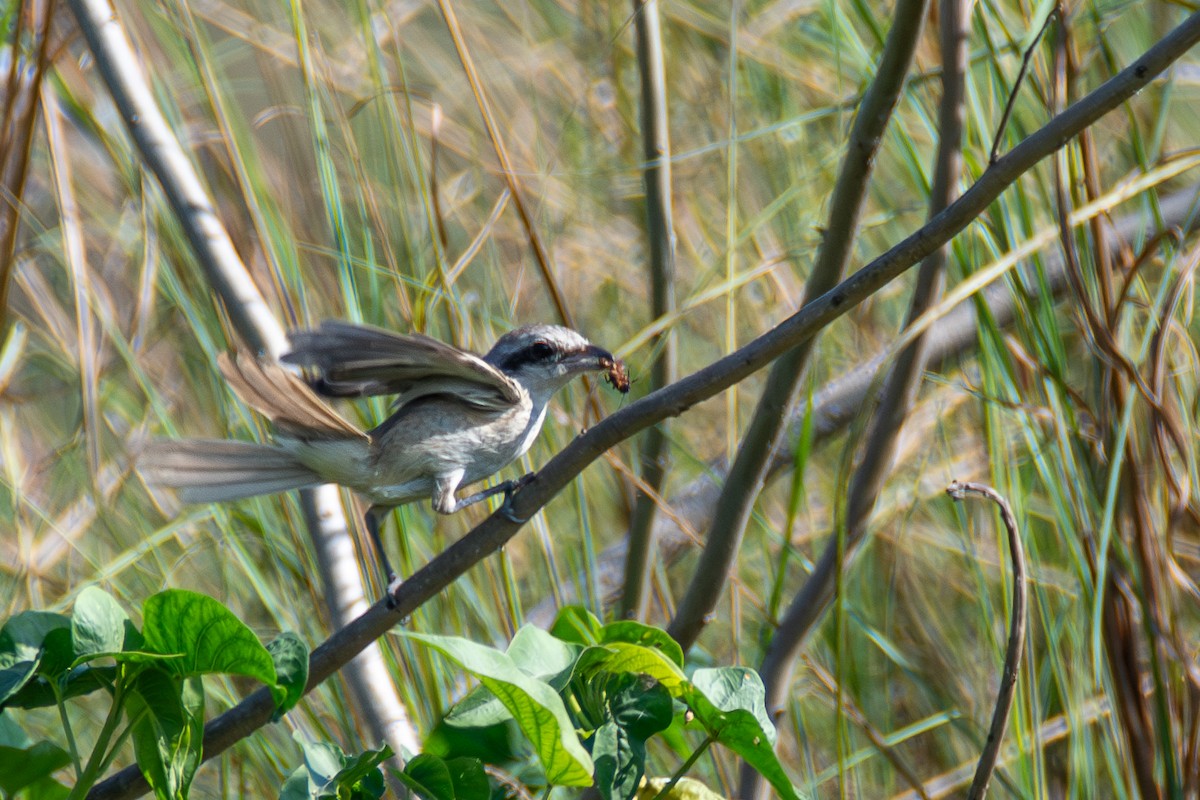 Brown Shrike - ML631267315