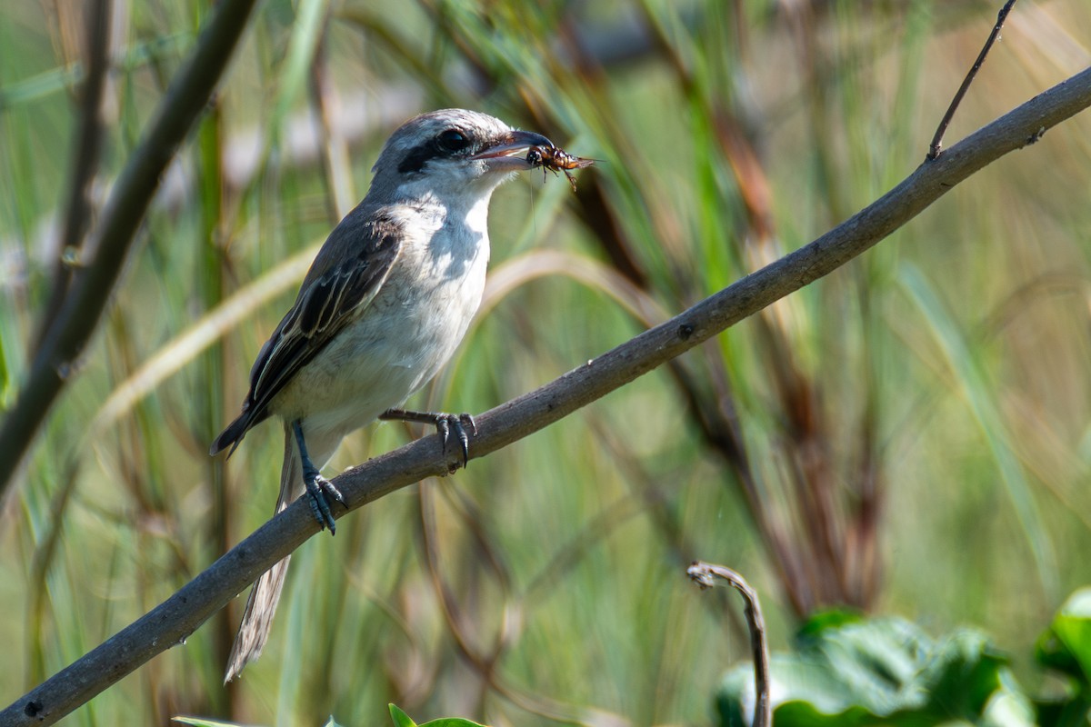 Brown Shrike - ML631267316