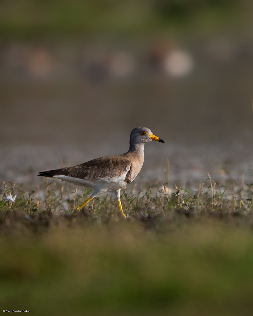 čejka šedohlavá - ML631267415