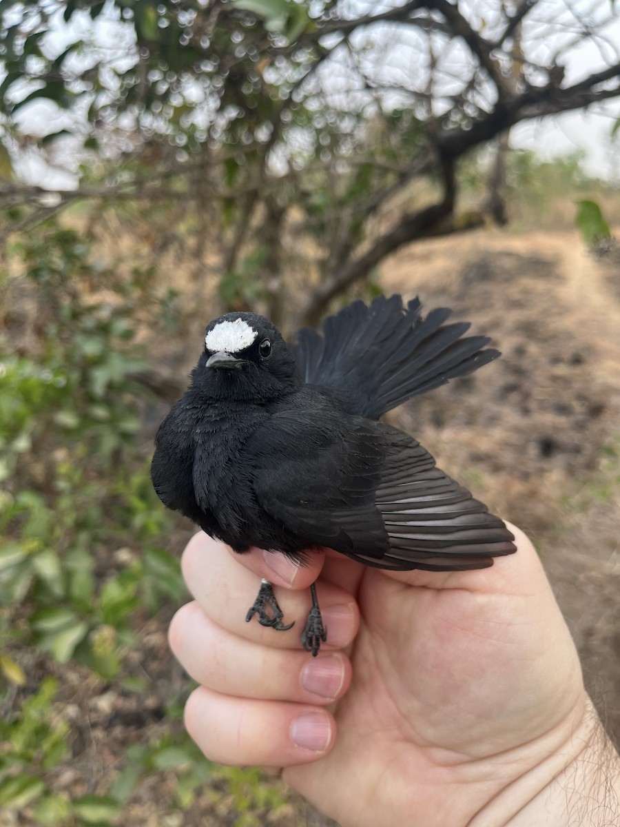 White-fronted Black-Chat - ML631267646