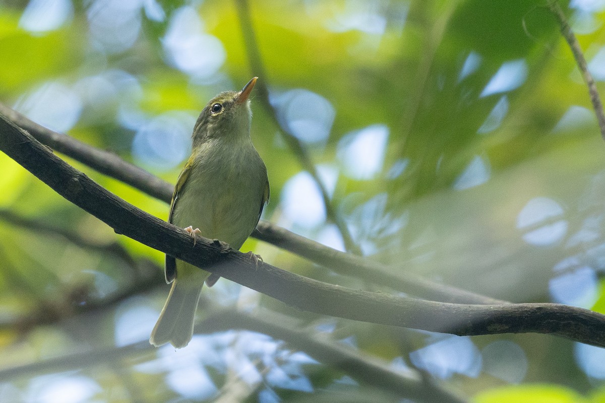 Philippine Leaf Warbler - ML631267925