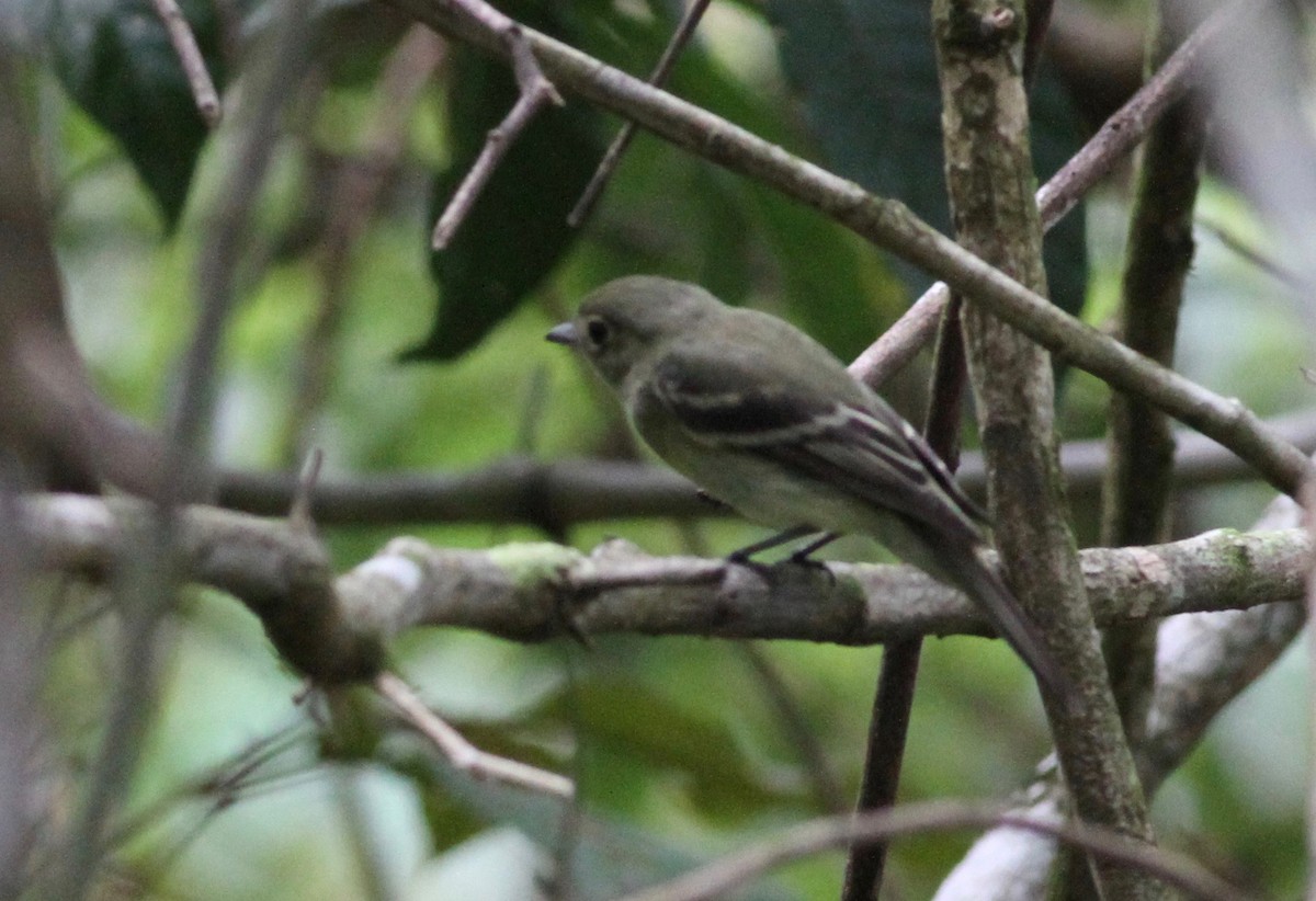 Buchenschnäppertyrann - ML631267939