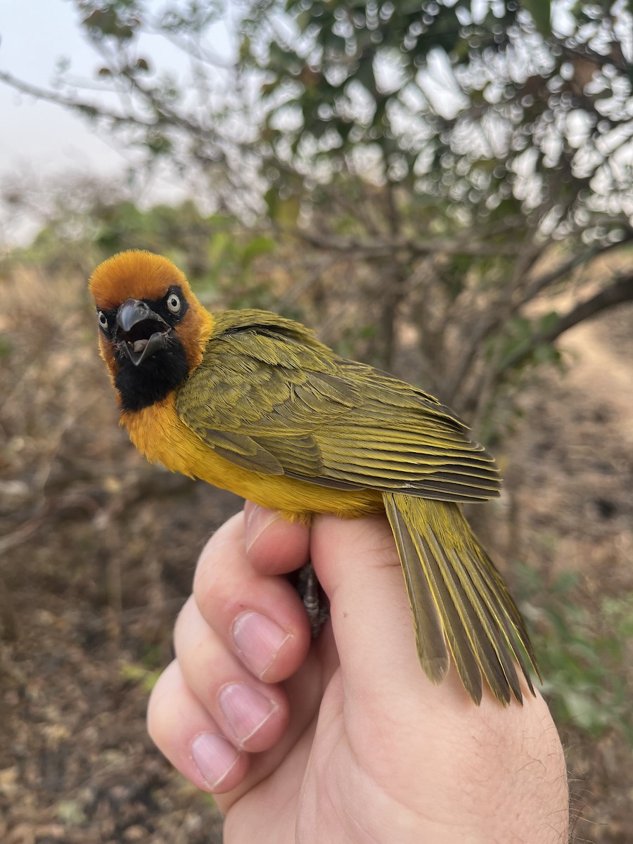 Olive-naped Weaver - ML631267964