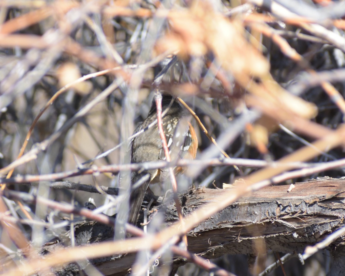 Spotted Towhee (maculatus Group) - ML631268122