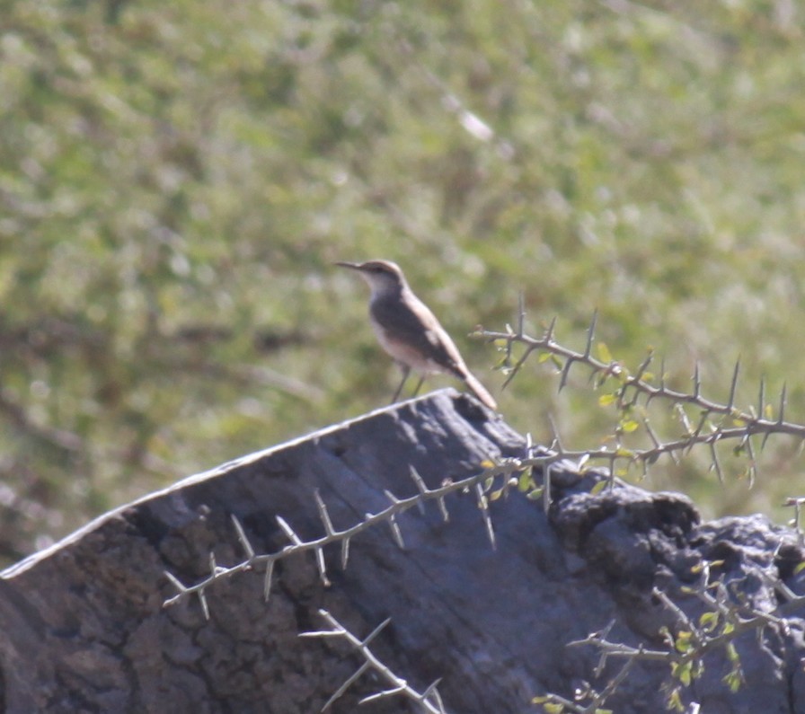 Rock Wren - ML631268288
