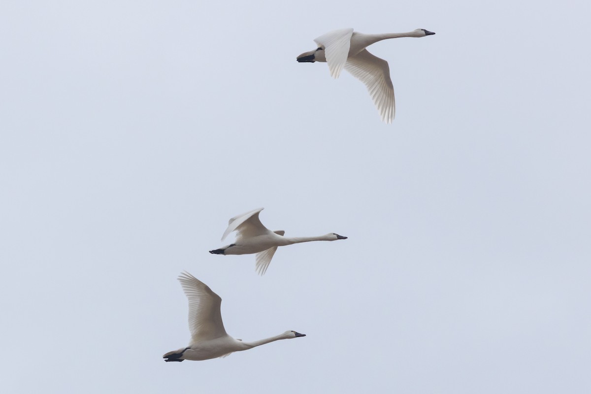 Гунгар хун - ML631268315