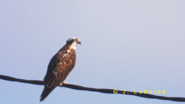 Falco pescatore - ML631268420