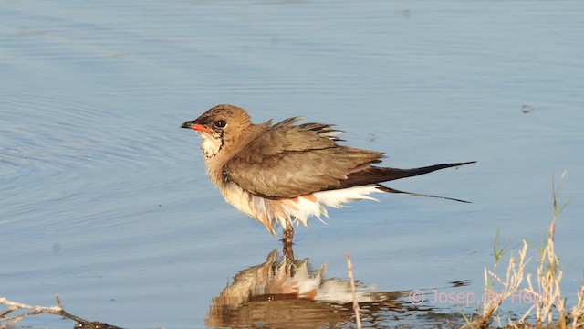 Collared Pratincole - ML631268547