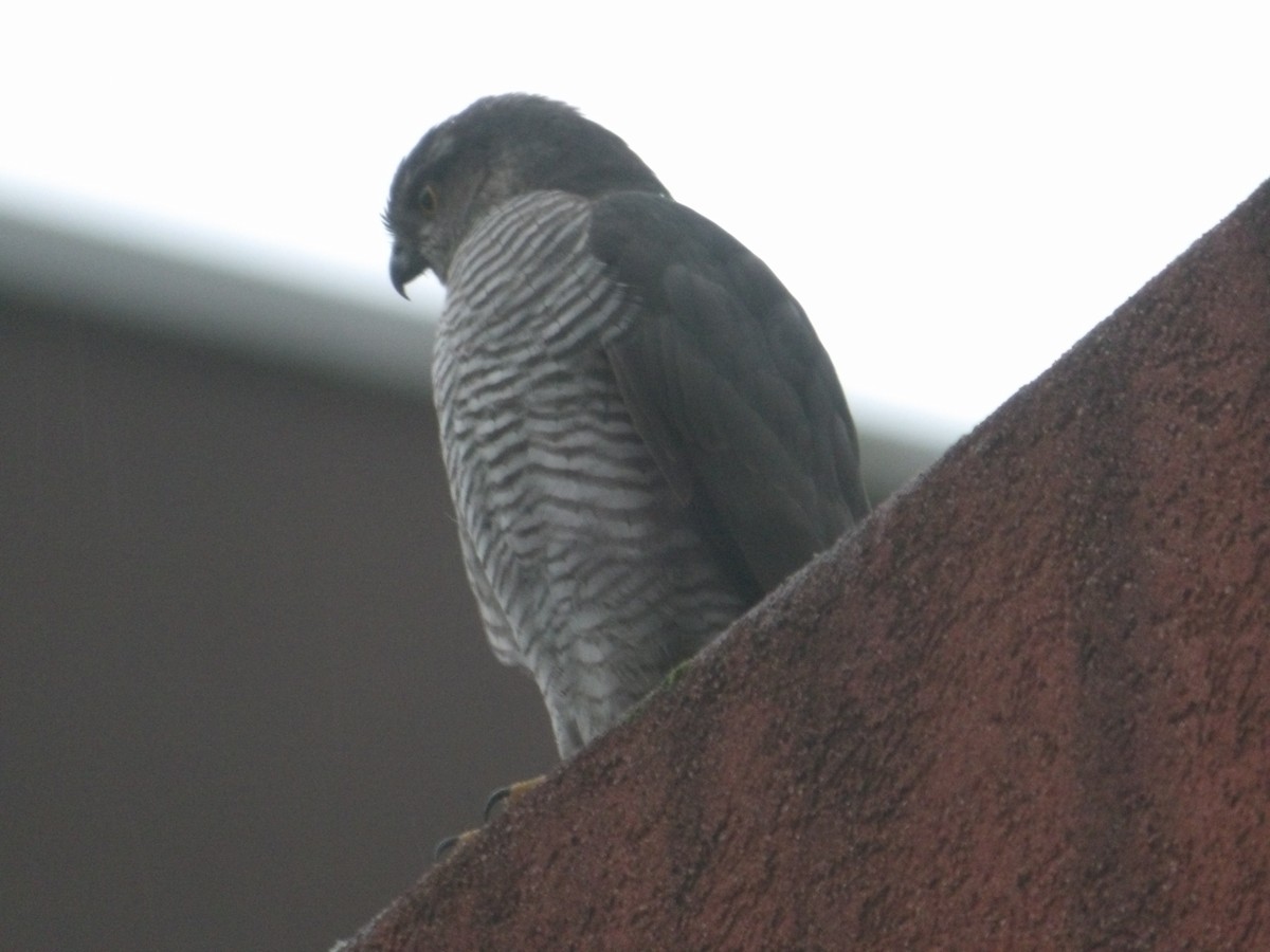 Eurasian Sparrowhawk - ML631268784