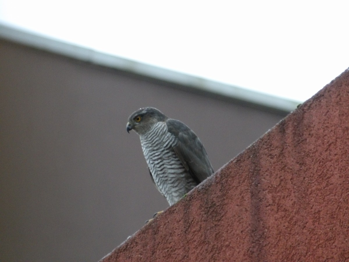 Eurasian Sparrowhawk - ML631268788