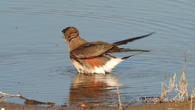 Collared Pratincole - ML631268854