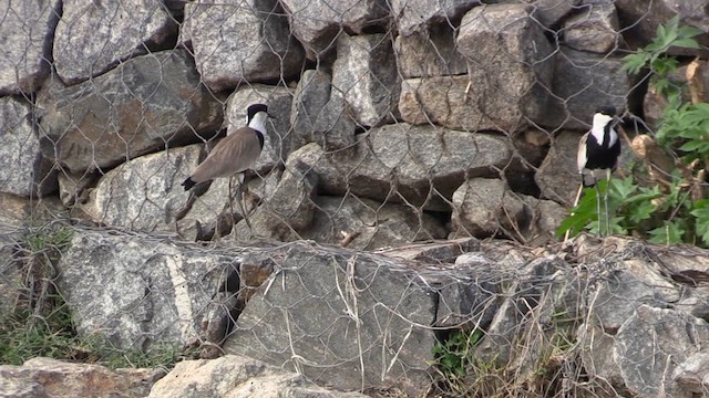 Spur-winged Lapwing - ML631268919