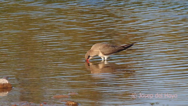 Collared Pratincole - ML631269609