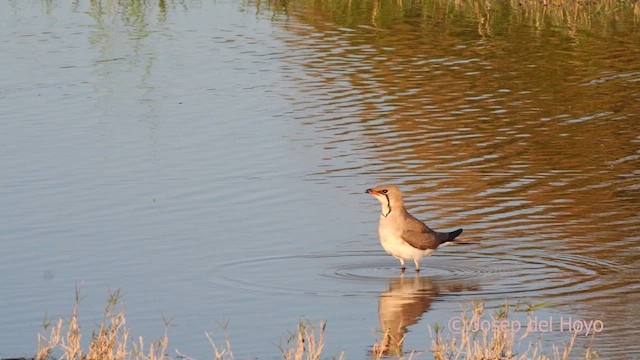Collared Pratincole - ML631269754
