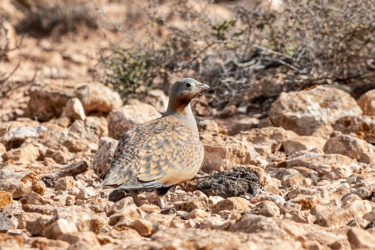 Black-bellied Sandgrouse - ML631269812