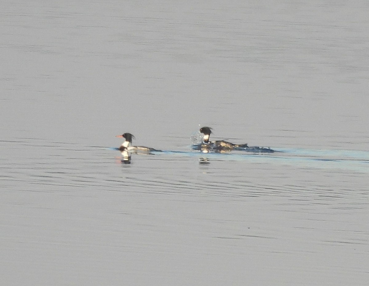 Red-breasted Merganser - ML631270091