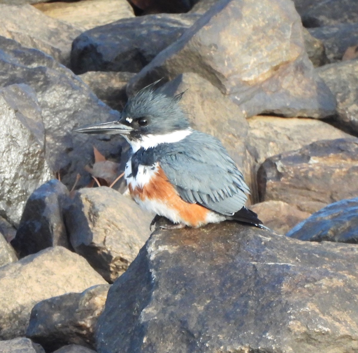 Belted Kingfisher - ML631270119