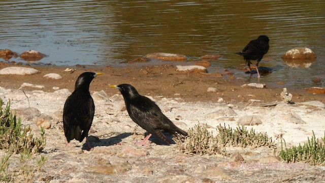 Spotless Starling - ML631270237