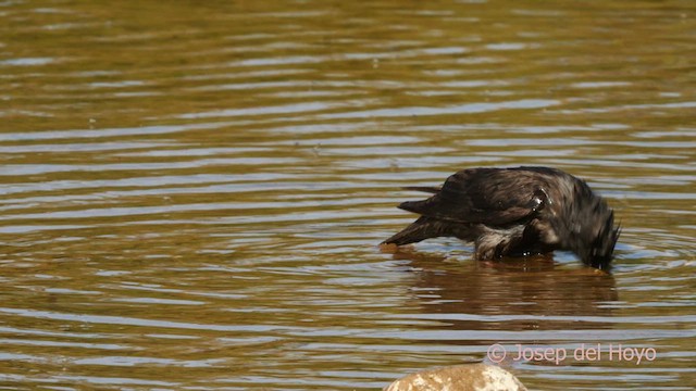 Spotless Starling - ML631270475