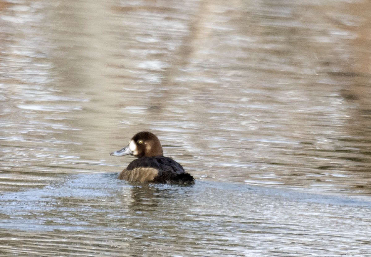 bergand - ML631270485