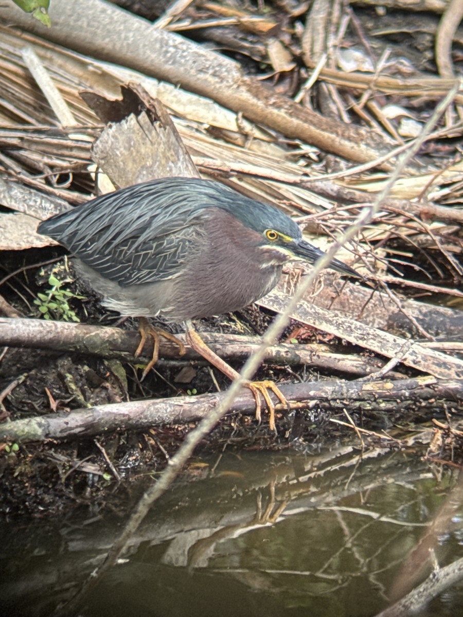 Koartzatxo berdea - ML631270527