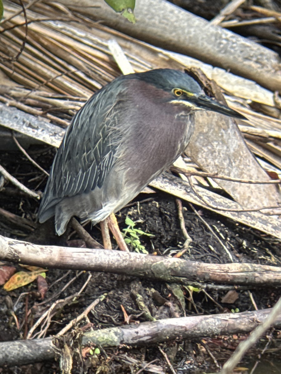 Koartzatxo berdea - ML631270528