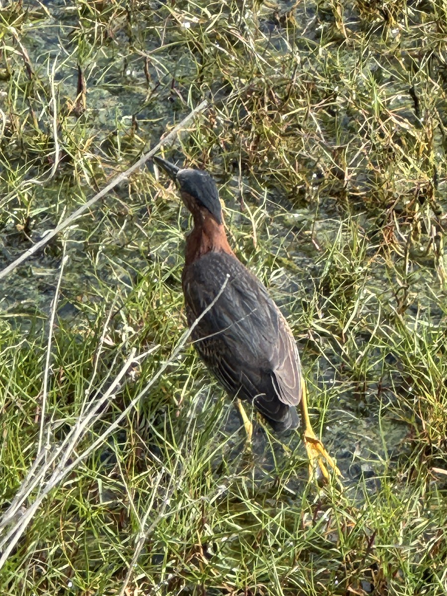 Koartzatxo berdea - ML631270531