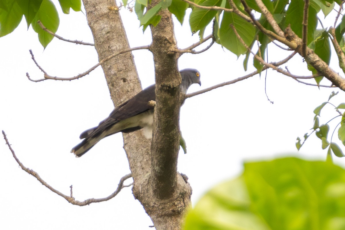 African Goshawk - ML631270542