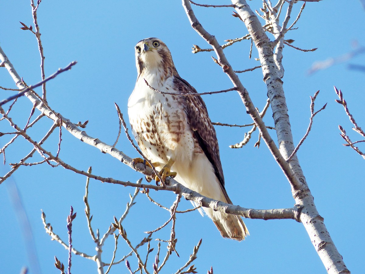 Red-tailed Hawk - ML631270587